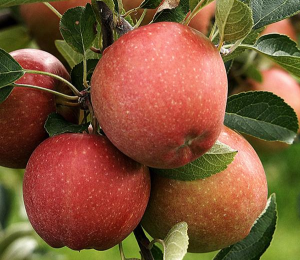 제8경 예산사과