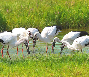 제9경 예산황새공원
